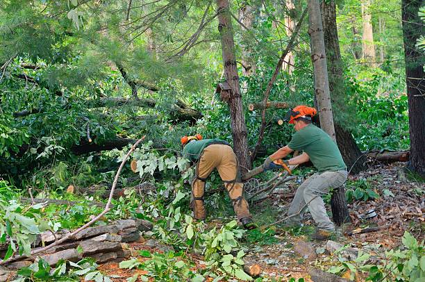  , USA Tree Removal Pros